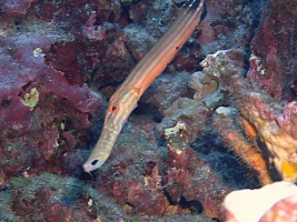 18 Trumptefish IMG 2288